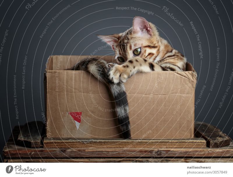 Bengal Katze im Korb Freude Erholung Tier Haustier bengalische katze 1 Tierjunges Verpackung Karton Holz beobachten festhalten Spielen elegant frech natürlich