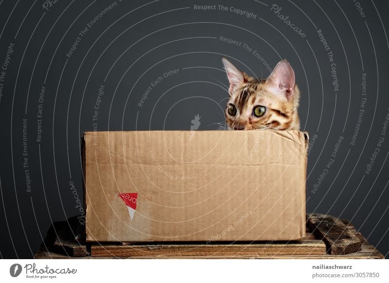Katze in Box Lifestyle Stil Design Freude Erholung Häusliches Leben Haustier Tiergesicht Bengal Katze 1 Tierjunges Kasten Karton Schachtel Verpackung kuschlig