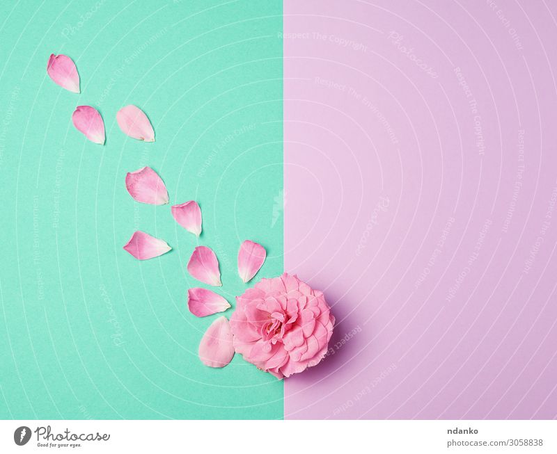 Knospe einer rosa blühenden Rose und verstreuten Blütenblättern schön Sommer Dekoration & Verzierung Feste & Feiern Hochzeit Natur Pflanze Blume Linie Liebe