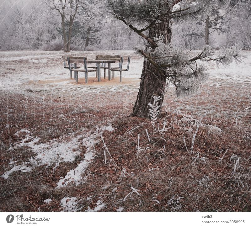 Winterschlaf Umwelt Natur Landschaft Pflanze Erde Schönes Wetter Eis Frost Schnee Baum Sträucher Kiefer Park Wald Sitzgruppe Stuhl Tisch einfach kalt