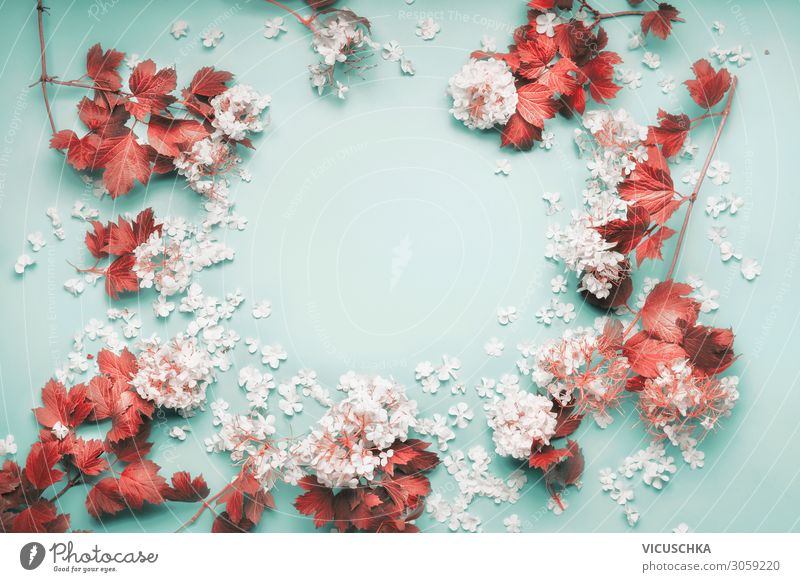 Rahmen aus weißen Blüten mit roten Blättern Design Feste & Feiern Natur Pflanze Blume Blatt Dekoration & Verzierung Blumenstrauß frame Hintergrundbild flower