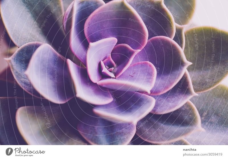 Echeveria Perle von Nürnberg Makro Topf schön Garten Gartenarbeit Kunst Natur Pflanze Blume Blatt Blüte Topfpflanze exotisch violett Farbe Sukkulenten