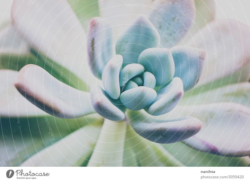 Nahaufnahme einer Echeveria opalina Topf schön Garten Gartenarbeit Kunst Pflanze Blume Blatt Blüte exotisch Farbe Opalglas Pastelltöne Sukkulenten Fettpflanze
