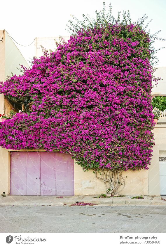 Wunderschöner Paperflower-Busch bedeckt die Wand eines Wohnhauses Hintergrund Blütezeit Überstrahlung botanisch Bougainvillea hell Buchse farbenfroh
