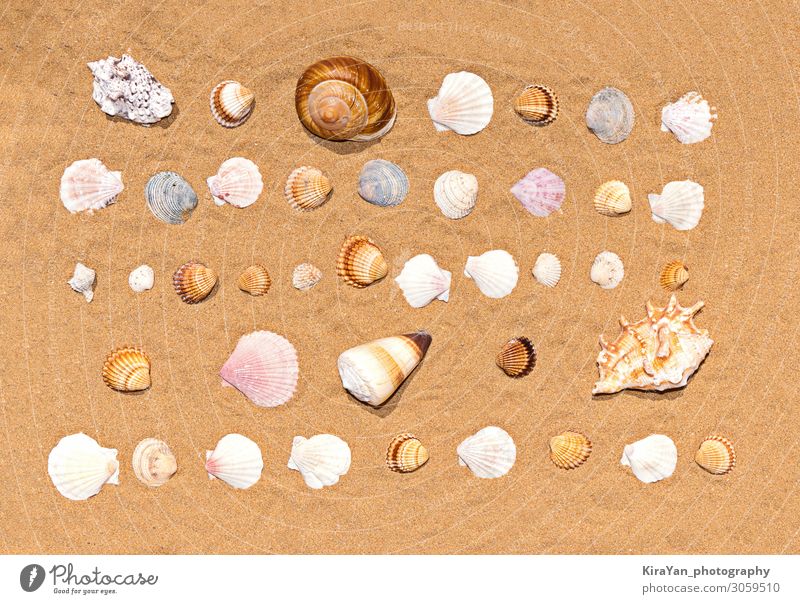 Flaches Lagenmuster aus bunten und verschiedenen Muscheln auf Seesandhintergrund. Sommerzeitliche Textur Sand Muster Strand Hintergrund Dekoration & Verzierung