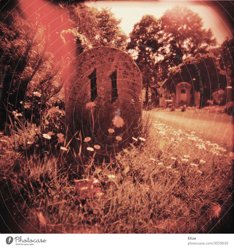 11 Blume trashig rot Ziffern & Zahlen Friedhof Grabstein Experiment Light leak Doppelbelichtung Außenaufnahme Lomografie Holga Menschenleer Kontrast