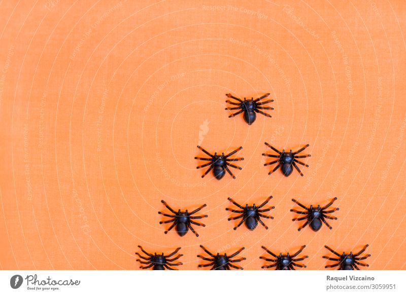 Erschreckende Halloween Taranteln Tier Spinne Tiergruppe gruselig orange schwarz Entsetzen bizarr Insekt Spinnentier Spinnennetz Arachnophobie Hintergrund