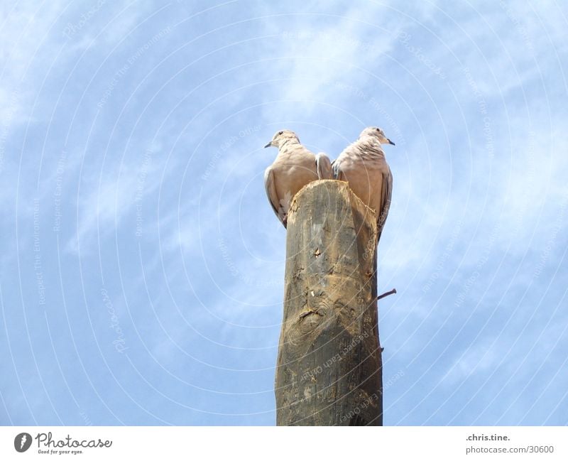 links oder rechts?! Taube Vogel Aussicht entgegengesetzt Himmel Pfosten blau paarweise Tierpaar