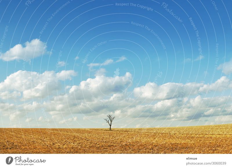 solitär Umwelt Natur Landschaft Himmel Wolken Sommer Klimawandel Schönes Wetter Baum Feld Ferne hell Stadt blau gelb Romantik Gelassenheit ruhig träumen