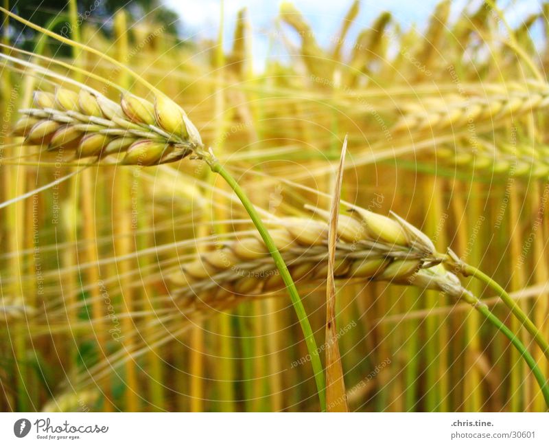 Gerste ganz nah Ähren Sommer Feld gelb Getreide Korn