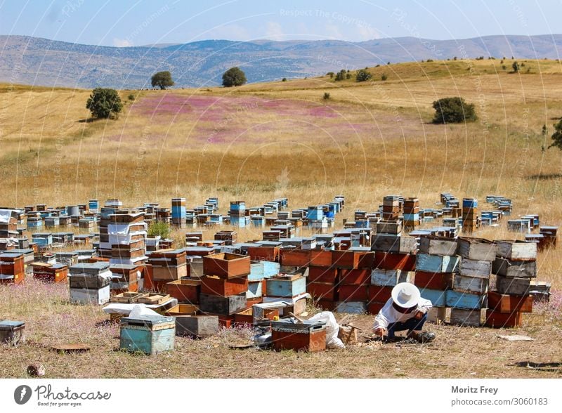 Traditional beekeeper at work. Sommer Natur Tier Arbeit & Erwerbstätigkeit Ferien & Urlaub & Reisen verkaufen apiculture backyard beekeeping