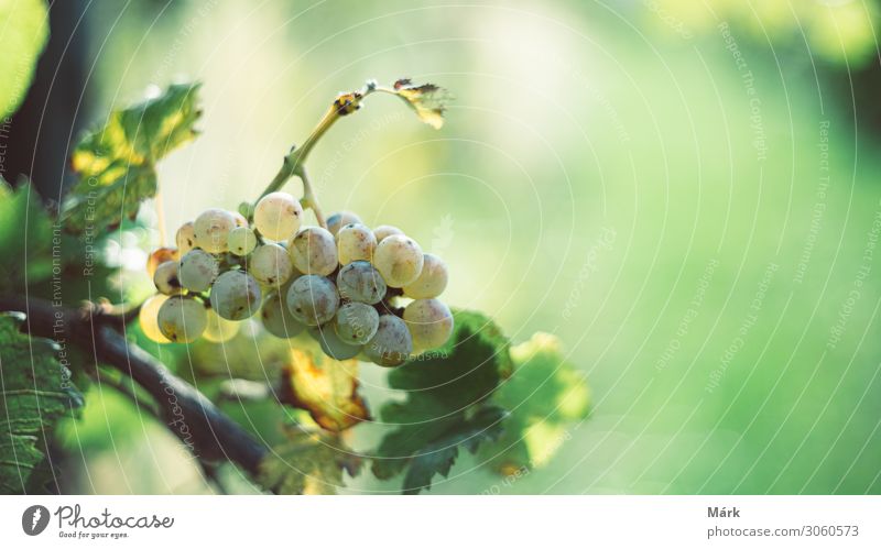 Grüne Weintrauben im Weinberg. Weintrauben für die Weinherstellung in der Erntezeit. Detailaufnahme einer Weinrebe in einem Weinberg im Herbst, Ungarn Frucht