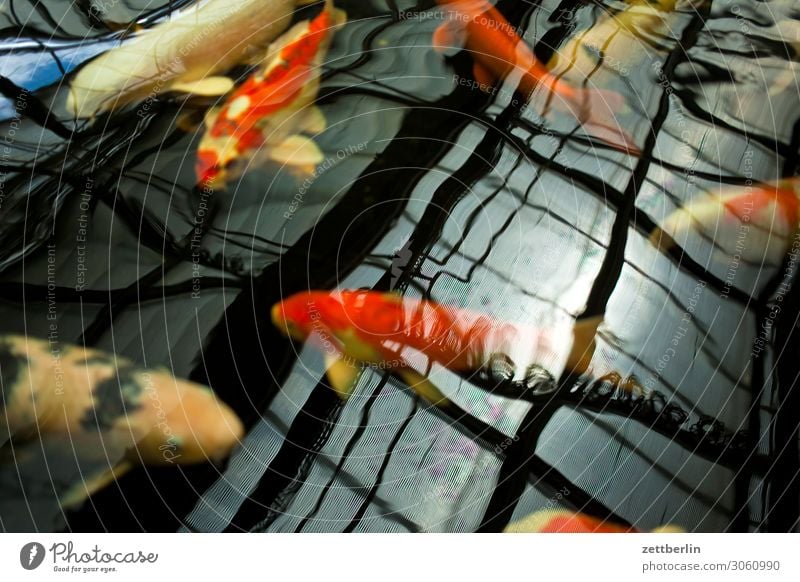 Brokatkarpfen Aquarium Asien Becken exotisch Fisch Karpfen Koi Wasser Wasseroberfläche Japan Japanisch Tierzucht züchten Schwimmen & Baden