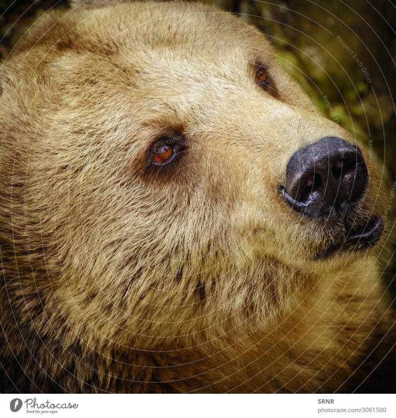 Porträt des Bären Tier Wildtier wild Braunbär Fleischfresser Fauna Raubtier ursus Grizzly Tierwelt Blick