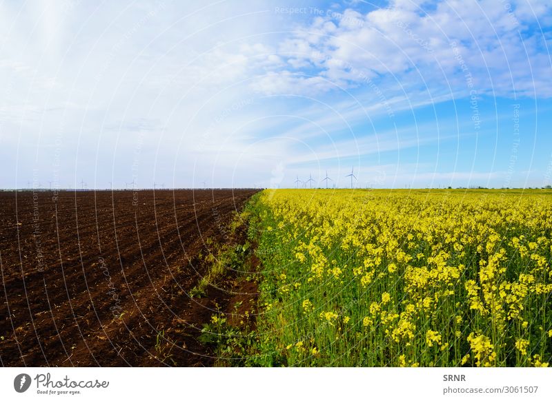 Felder Umwelt Natur Landschaft Pflanze Erde Himmel Wolken Horizont Wetter Wachstum landwirtschaftlich landwirtschaftliche Nutzfläche Ackerbau anbaufähig
