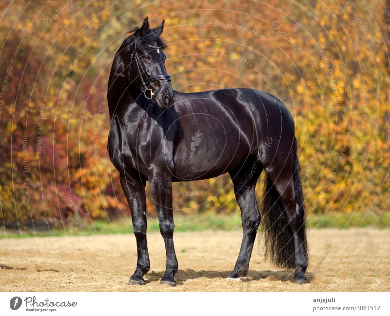 Schwarzes Pferd mit buntem Herbst Blätter Hintergrund blätter hintergrund glanz hell farben herstlich rappe portrait schwarz schwarzes pferd wald herbstwald