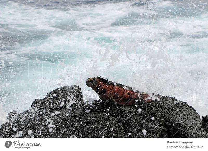 Sea lizard in the Galapagos Islands Ferien & Urlaub & Reisen Strand Meer Insel Wellen Umwelt Natur Tier Wasser Klima Schönes Wetter Urwald Wildtier 1 entdecken