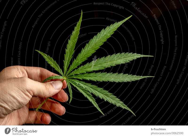Hanfblatt Mann Erwachsene Hand Finger Pflanze Blatt beobachten berühren festhalten frei frisch schön grün gefährlich Drogensucht Cannabisblatt Rauschmittel
