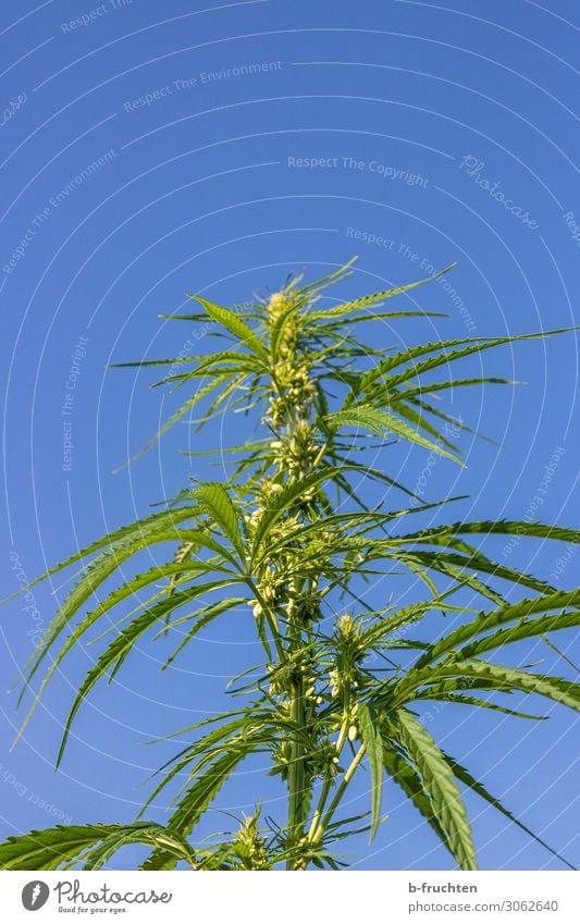 Cannabis Alternativmedizin Pflanze Hanf Blatt Nutzpflanze Wachstum frei frisch blau grün Cannabisblatt Rauschmittel Himmel himmelblau Medikament Verbote