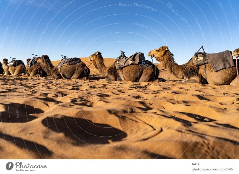 Wüstenschiffe l Dromedare Ferien & Urlaub & Reisen Tourismus Ausflug Sand Himmel Wolkenloser Himmel Schönes Wetter Sahara Karavane Tier Kamel Tiergruppe warten