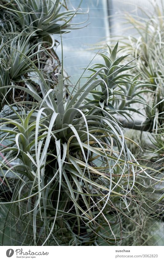 gewusel Botanik botanischer Garten Gewächshaus Pflanze wuchern wachsen Wachstum Natur Blätter exotisch