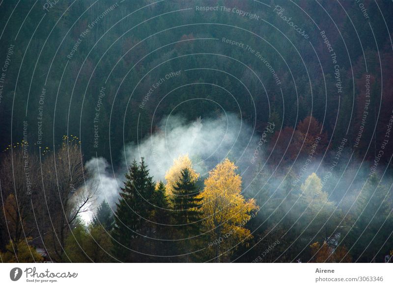 nebulös | Feuerzeichen Herbst Wald Alpen Bergwald Mischwald Waldbrand Rauchwolke Rauchzeichen dunkel heiß gelb grün weiß gefährlich bedrohlich Klima Umwelt