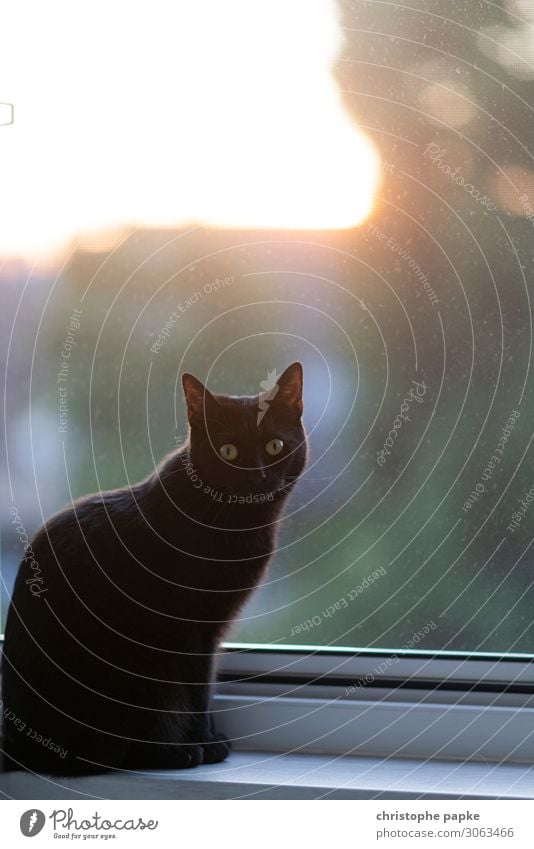 Schwarze Katze an Fenster im Gegenlicht schwarz Blick in die Kamera Tier Haustier Tierporträt Innenaufnahme Tiergesicht niedlich Fell Hauskatze Katzenauge schön