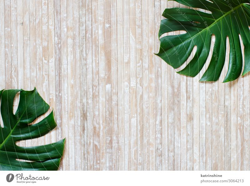 Tropische Monster- und Palmblätter auf Holzuntergrund Design exotisch Sommer Pflanze Blatt Urwald modern natürlich grün Kreativität Fensterblätter tropisch