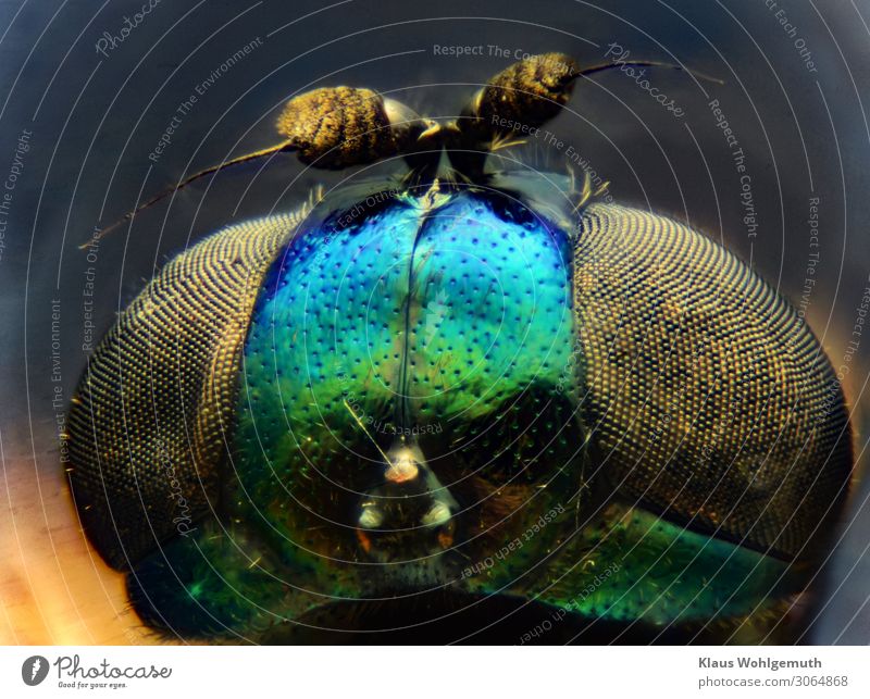 Design made by nature, Kopf einer winzigen Fliege 100fach vergrößert Umwelt Natur Tier Sommer Tiergesicht beobachten Blick fantastisch blau grün schwarz Chitin