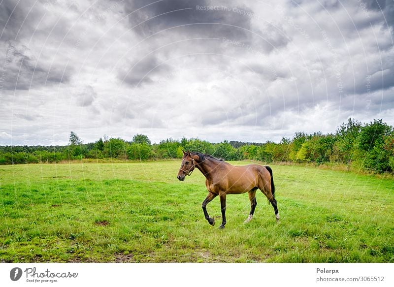 Braunes Pferd, das bei bewölktem Himmel auf einer grünen Wiese läuft. schön Sommer Industrie Natur Landschaft Tier Wolken Wetter Unwetter Regen Gras Fressen