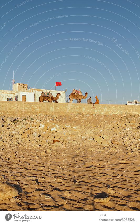 Kamele und Beduinen am Strand von Sidi Kaouki, Marokko. Reiten Ferien & Urlaub & Reisen Tourismus Ausflug Abenteuer Ferne Freiheit Expedition Sommer Sonne