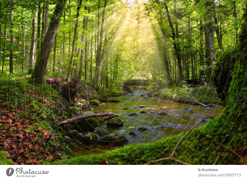 Waldidylle Abenteuer Freiheit Sommer Baum Bach Erholung Gesundheit schön grün Sehnsucht Brücke Wildnis geheimnisvoll Laubwald ruhig Natur Naturschutzgebiet