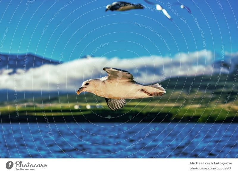 perfekte Aufnahme einer fliegenden Möwe über dem blauen Ozean auf Island schön Freiheit Meer Kunst Natur Landschaft Tier Himmel Wolken Wetter Platz Vogel Flügel