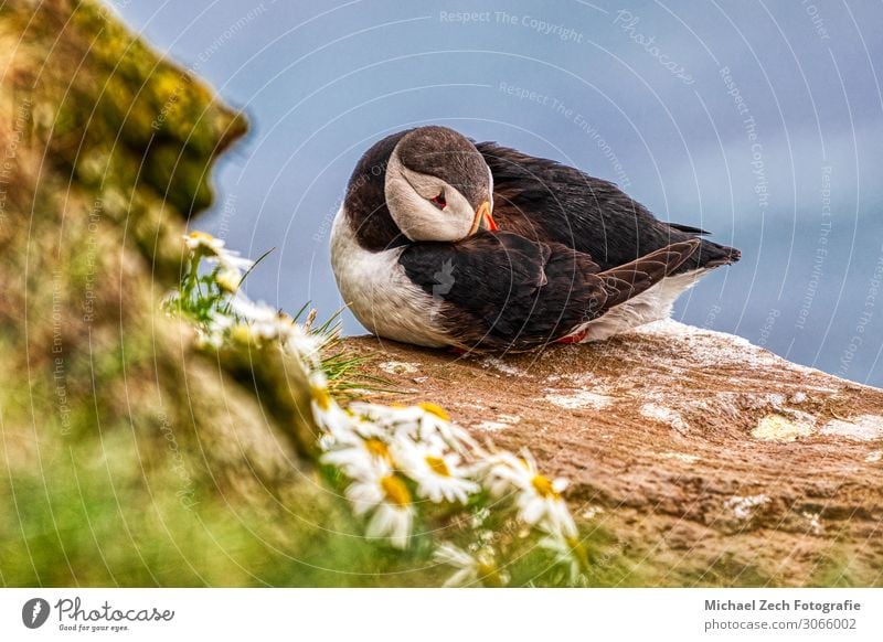 Porträt eines schlafenden Papageientauchers mit Leukantheme auf Island Meer Natur Tier Küste Vogel Flügel natürlich wild schwarz weiß Papageitaucher Tierwelt