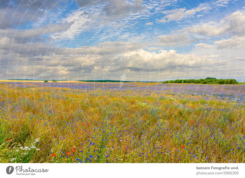 buntes Bio Rapsfeld mit Kornblumen und Mohn Erneuerbare Energie Umwelt Natur Landschaft Pflanze Himmel Wolken Horizont Sommer Herbst Schönes Wetter Nutzpflanze