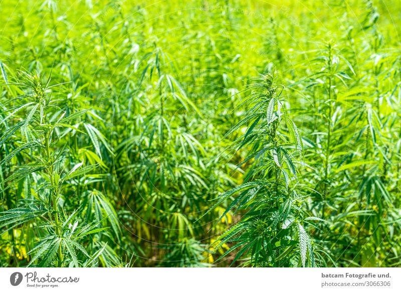 Hanf Feld Cannabis Feld Umwelt Sonne Schönes Wetter gelb grün Sucht Cannabisblatt Rauschmittel Drogensucht Verbote Farbfoto Außenaufnahme Nahaufnahme