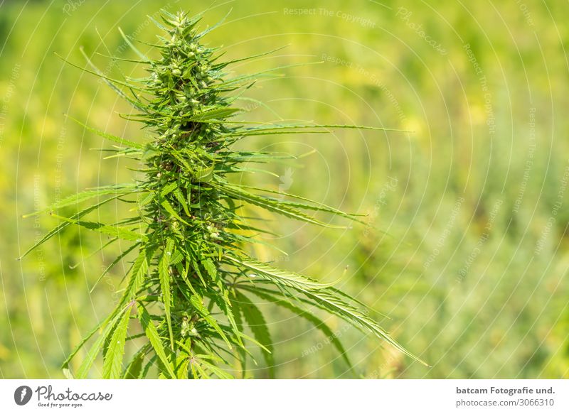Hanf Feld Cannabis Feld Umwelt Pflanze Sommer Grünpflanze gelb grün Sucht Cannabisblatt Schmerz Rauschmittel legalisieren Verbote Farbfoto mehrfarbig