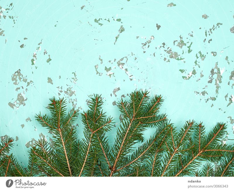 Nadeläste auf grünem Hintergrund Design Winter Dekoration & Verzierung Tisch Feste & Feiern Weihnachten & Advent Silvester u. Neujahr Natur Pflanze Baum Holz