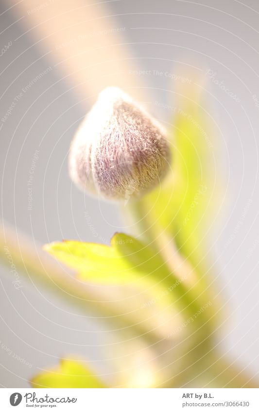 wenn kleines groß wird Natur Pflanze Blume gelb grün violett Farbfoto Gedeckte Farben Außenaufnahme Nahaufnahme Textfreiraum links Textfreiraum rechts