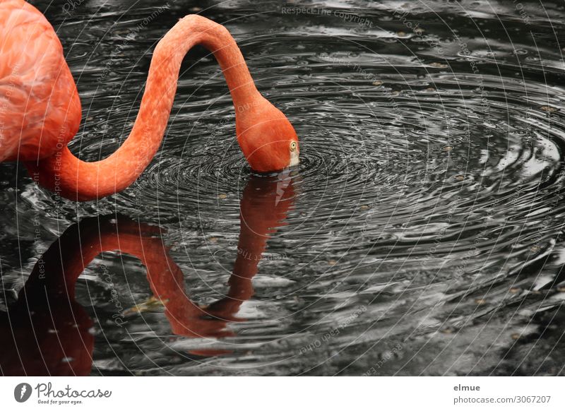 verbogen Wasser Teich Vogel Flamingo Bogen langhalsig Fressen rosa Romantik Ausdauer Appetit & Hunger Abenteuer anstrengen Bewegung Design entdecken Inspiration