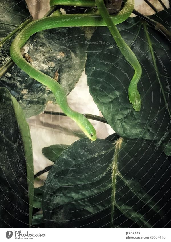!trash! 2019 | durchschlängeln exotisch Abenteuer Pflanze Blatt Urwald Wildtier Schlange Tier dünn kalt Natur Neugier Terrarium grün Freizeit & Hobby Reptil