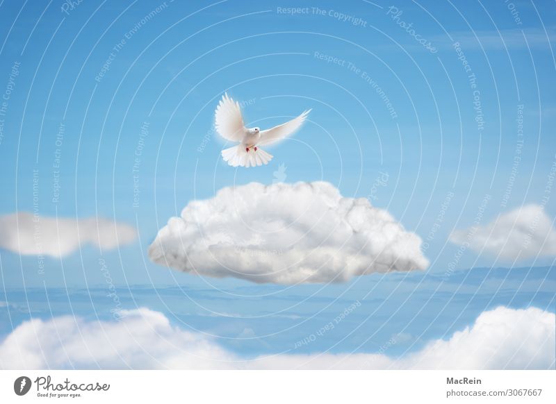 Friedenstaube Freiheit Tier Wolken Vogel Taube fliegen weiß Leichtigkeit Collage Grafik u. Illustration Symbole & Metaphern Wolkenformation Himmel (Jenseits)