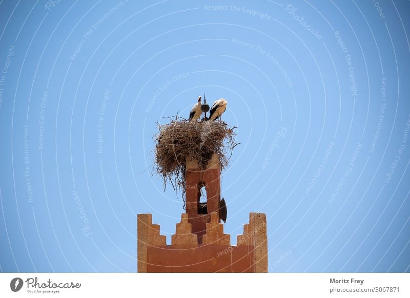 Two storks in a big nest near Fès in Morocco. elegant Sommer Familie & Verwandtschaft Natur Tier springen Tradition animal Nest wildlife sky feather black push