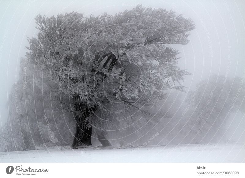 Nebulös l Usertreff Wieden l Bäume loben Natur Pflanze Winter Klima Wetter Wind Sturm Nebel Eis Frost Schnee Schneefall Baum kalt Schwarzweißfoto Außenaufnahme