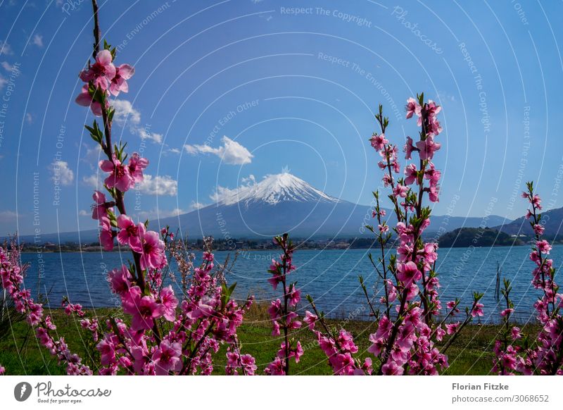 Mount Fuji and the cherry blossom Natur Landschaft Pflanze Wasser Himmel Frühling Schönes Wetter Blüte Hügel Berge u. Gebirge Gipfel Schneebedeckte Gipfel