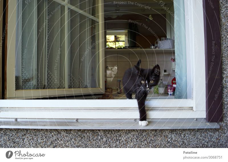 Was ist denn da draußen los? Haus Einfamilienhaus Gebäude Fenster Tier Haustier Katze Fell 1 Tierjunges frech frei Neugier niedlich schwarz weiß Bad offen