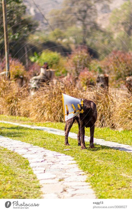 Labrador Retriever braune Farbe mit elisabethanischem Kragen Glück Gesicht Freundschaft Natur Landschaft Tier Herbst Gras Garten Wald Haustier Hund 1 sitzen