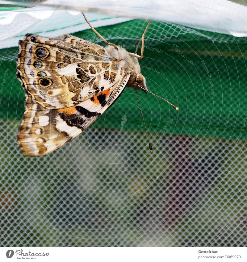Distelfalter auf Netz Tier Schmetterling 1 ästhetisch schön braun orange schwarz weiß bedrohlich Vergänglichkeit Wandel & Veränderung Insekt Artenschutz Flügel