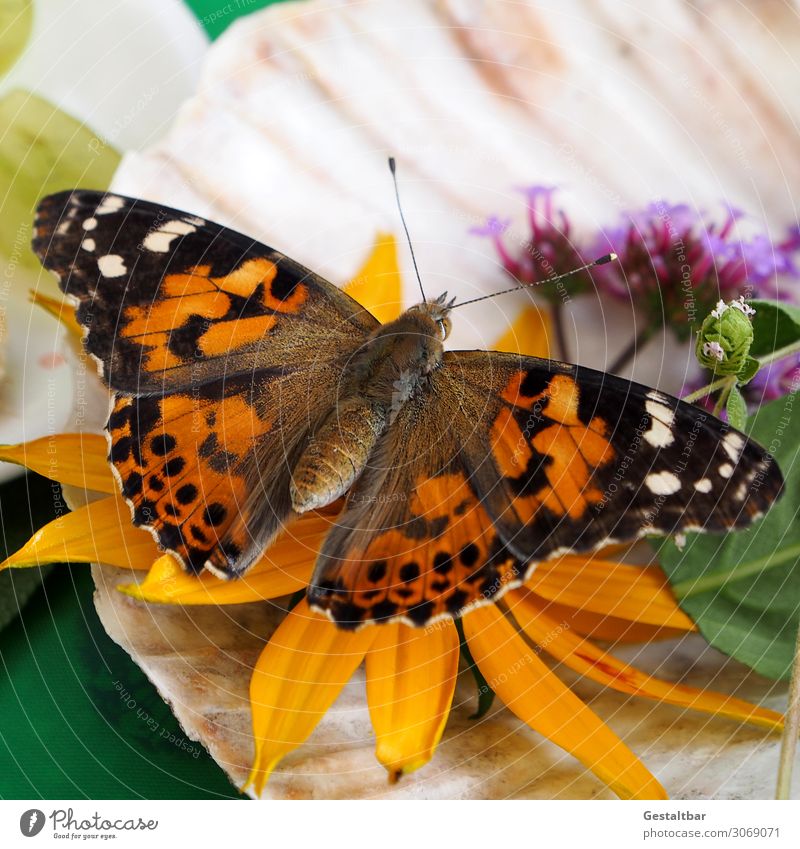 Distelfalter auf Echinacea Tier Schmetterling 1 ästhetisch schön braun orange schwarz weiß bedrohlich Wandel & Veränderung Insekt Artenschutz Flügel