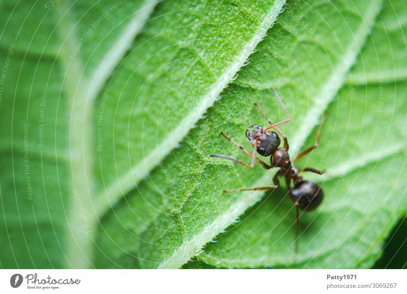 Ameise Pflanze Blatt Tier Wildtier Insekt 1 krabbeln grün Natur Umwelt Farbfoto Außenaufnahme Nahaufnahme Detailaufnahme Makroaufnahme Menschenleer